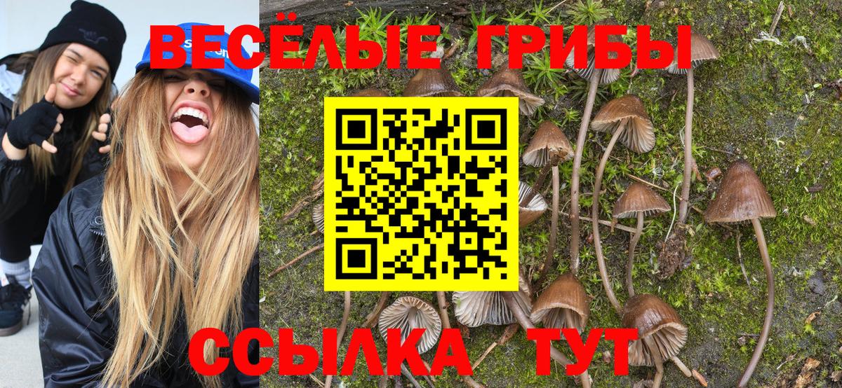 Псилоцибиновые грибы Cubensis Жуковский